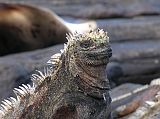 Galapagos 6-1-07 Santiago Puerto Egas Marine Iguana A marine iguana lazes around on Puerto Egas on Santiago Island, soaking up the sun to warm up after they cooled down at night, and before they would dive into the water to feed. A gland connected to the nostrils removes salt from the body, which is then expelled by 